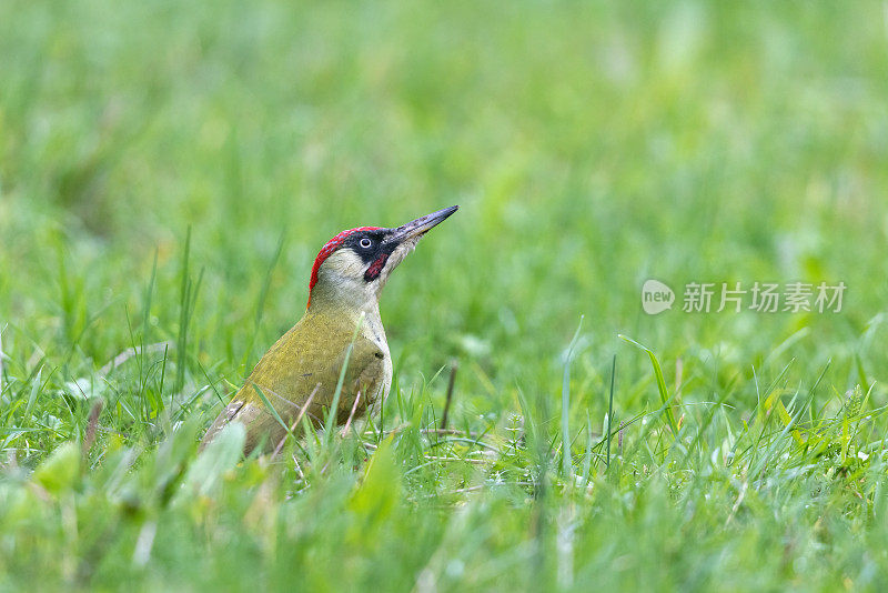 雄性欧洲绿啄木鸟(Picus viridis)